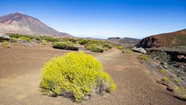 Blütezeit im Teide Nationalpark